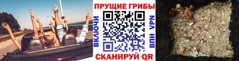 Псилоцибиновые грибы Psilocybine cubensis  shop как зайти  Курильск  blacksprut ССЫЛКА 